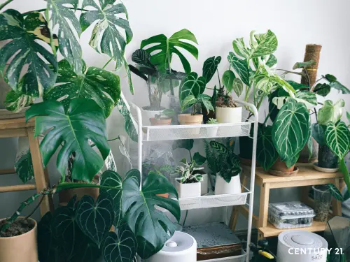 ▲在家中增加綠色植栽種植，也能幫助室內自然降溫。（圖／21世紀不動產提供）