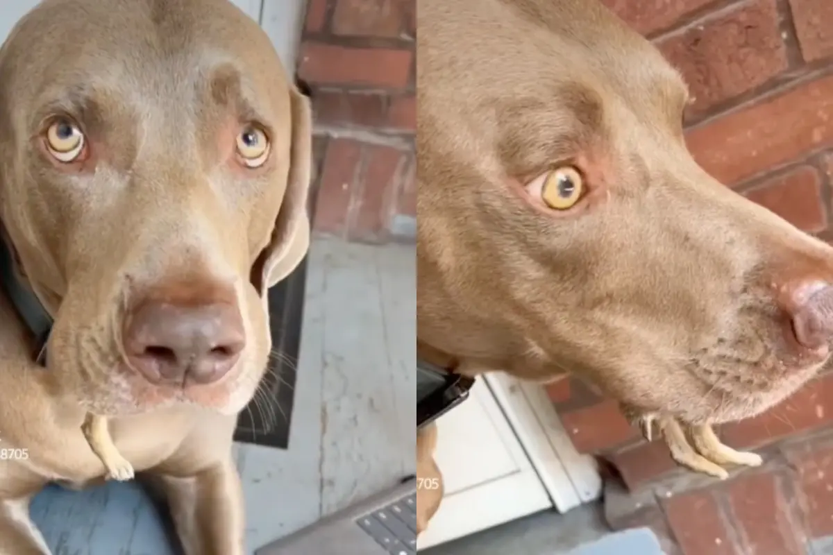 愛犬「活吞兔寶寶」！飼主目睹秒崩潰 下秒真相反轉：竟是大暖男