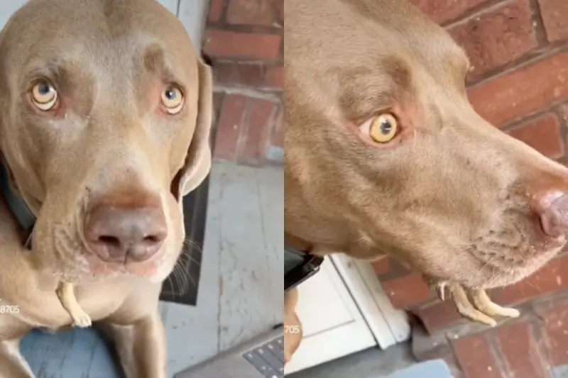 愛犬「活吞兔寶寶」！飼主目睹秒崩潰　下秒真相反轉：竟是大暖男