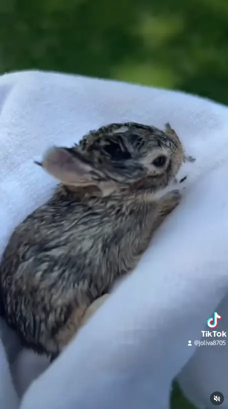 ▲（圖／翻攝自IG@joliva8705）