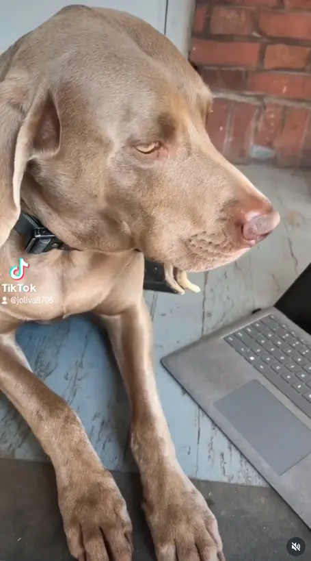 ▲（圖／翻攝自IG@joliva8705）