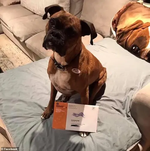 狗都會投罷免票！美62歲老婦幫愛犬註冊選民　恐遭關6年
