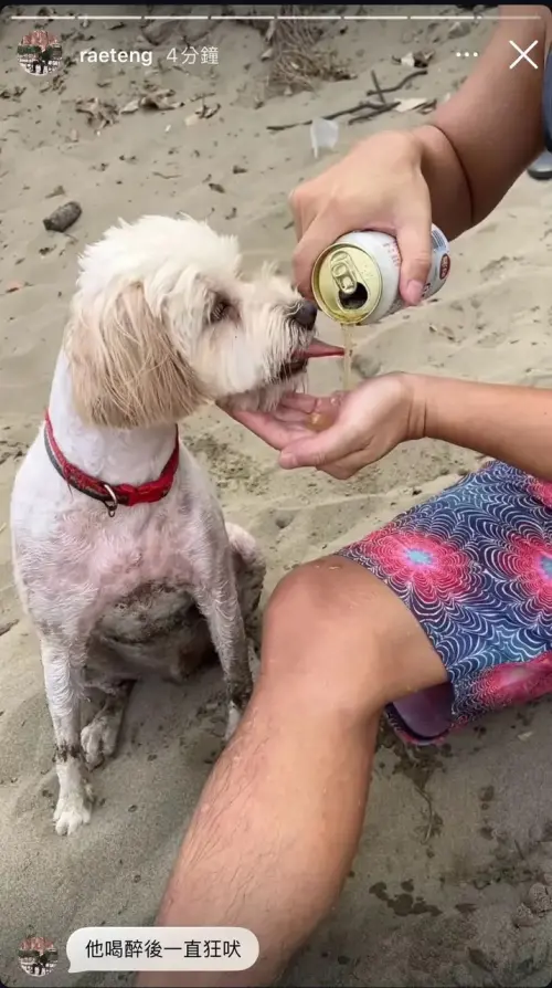 ▲若盈拍下朋友餵狗喝酒的影片，在Dcard上流傳。（圖／翻攝自Dcard）