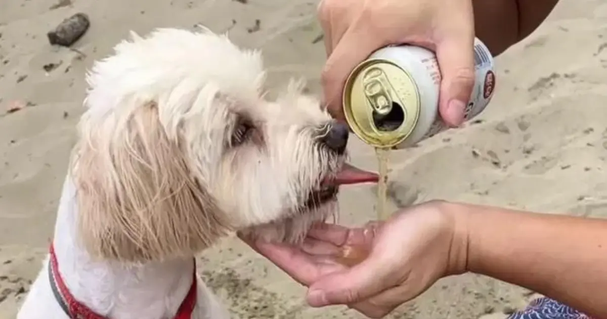 ▲若盈日前在限時動態上傳一段有人餵狗喝酒的影片，她沒有阻止還笑說狗狗喝醉，挨批無腦。今日若盈也出面道歉，承認自己看到網友提醒才發現應該阻止這種行為。（圖／若盈IG@raeteng）