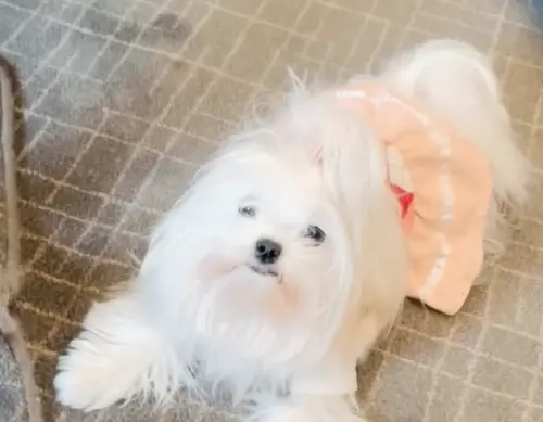 ▲布蘭妮寵愛犬，放任牠在家裡到處跑，現在被爆料家中到處是狗的大便，卻都不清理。（圖／摘自IG@britneyspears)