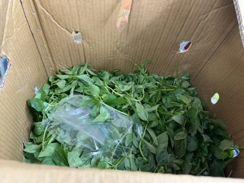 北市生鮮蔬果抽驗！不合格率破三成　九層塔「農藥超標」違規最多
