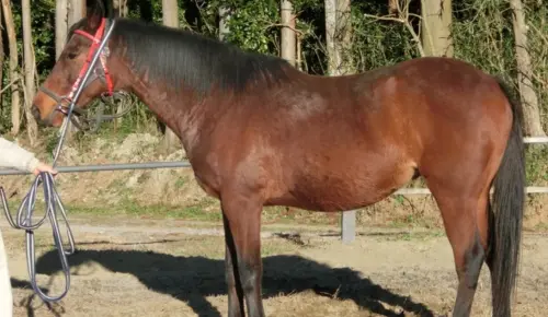 ▲日本賽馬春麗當年屢敗屢戰的精神，感動了無數日本人。（圖／ハルウララの会）