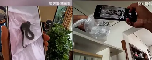 夫妻旅遊「家裡變蛇窩」10蛇亂竄！網購盆栽藏蛇卵　網全嚇瘋
