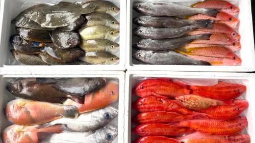 ▲除每日必備的澎湖現流漁貨與鮭魚外，龍昇海鮮亦供應多項特色海鮮。（圖／翻攝畫面）