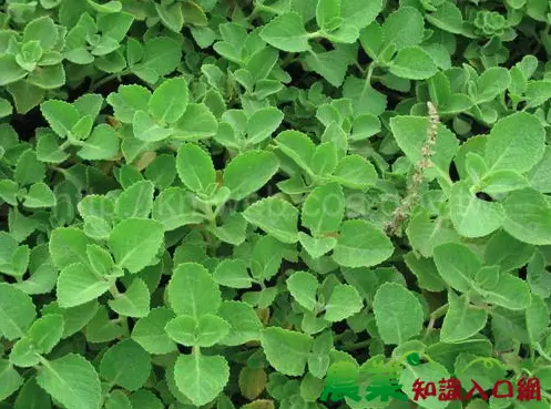 誤信吃左手香治喉嚨痛！70歲男神經中毒大小便失禁　醫：不是中藥
