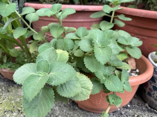 ▲左手香（圖／大甲李綜合醫院提供）