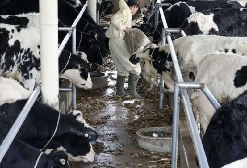 ▲印尼政府計劃在五年內進口100萬頭乳牛，施壓民間企業，要求出資贊助乳牛進口計畫。（圖／路透社／達志影像）