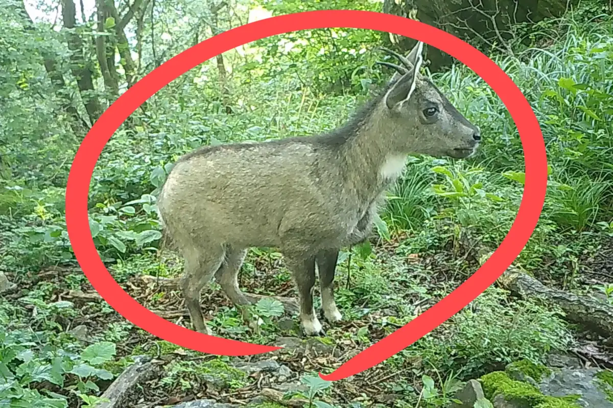 ▲近日南韓深山中捕捉到一隻「像驢又像狗」的奇特生物畫面，就連南韓記者也驚訝表示「第一次看到」，而真實身分竟相當罕見。（圖／翻攝韓國先驅報）