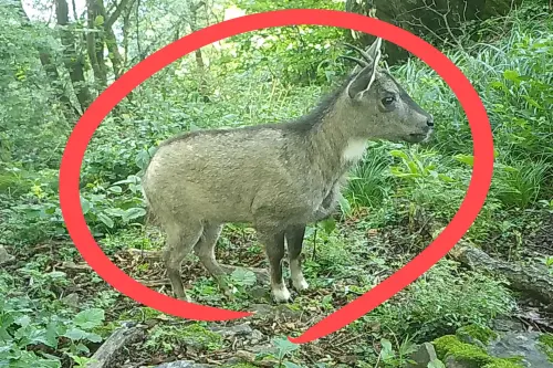 深山跑出「像驢又像狗」神獸！身分超罕見　在地人震撼：從沒見過
