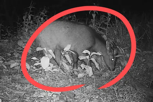 ▲（圖／翻攝韓國先驅報）