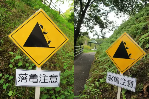 不是小心落石！廣島公園內竟出現「落龜注意」告示　原因曝光
