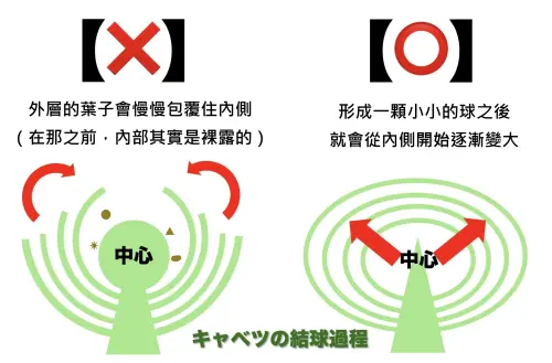 ▲日本菜農說明高麗菜生長過程，並非一層層外葉長出，而是一開始的球莖逐漸長大，因此認為內部不用清洗就很乾淨。（圖／翻攝魚漿夫婦）