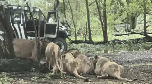 ▲一名動物園員工從車上下來後，遭到附近的獅群襲擊。（圖／翻攝自臉書）