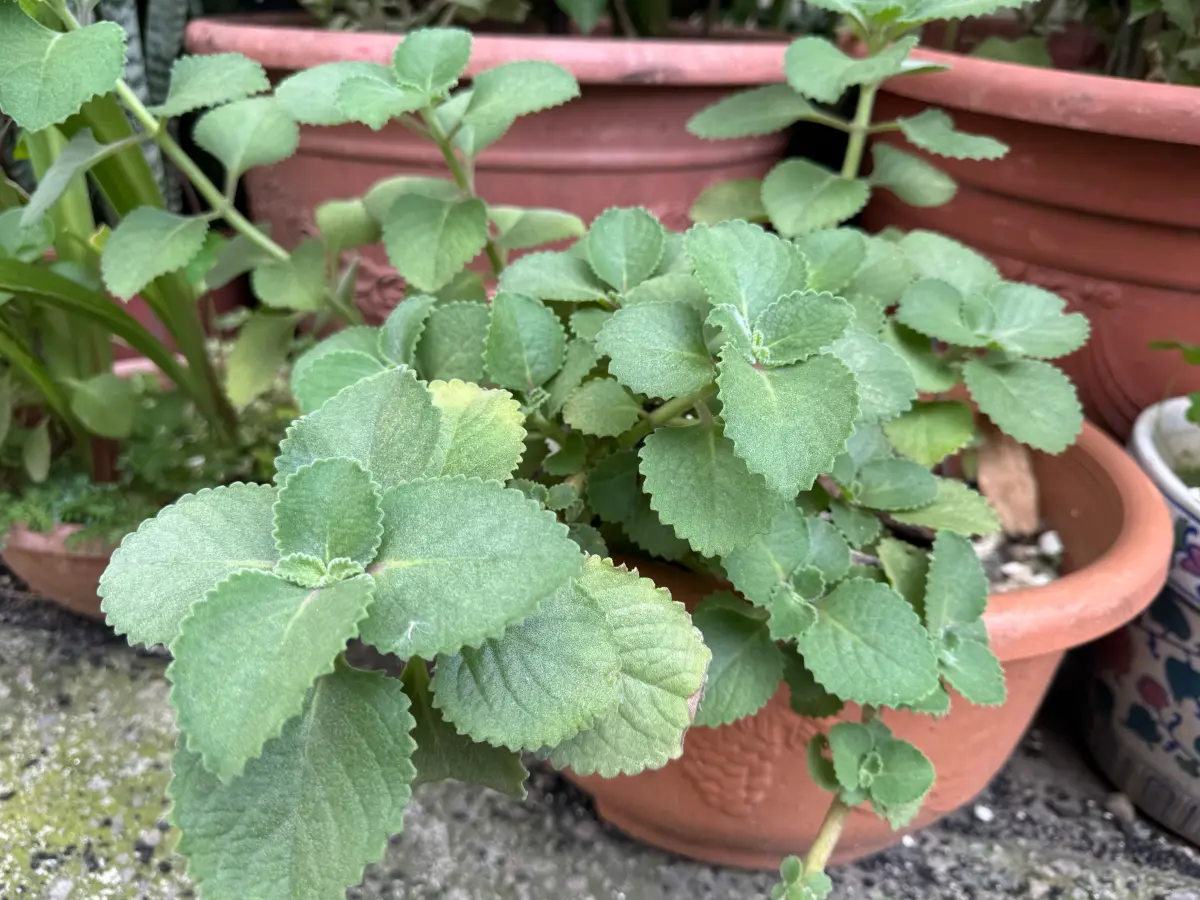 ▲「左手香」有一定的神經毒性與皮膚毒性，沒有臨床驗證可以治療新冠的功效(圖／醫院提供2025.9.11)