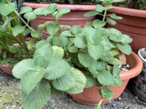 男狂吃「左手香」抗喉嚨痛　結果癱軟失禁險跌倒
