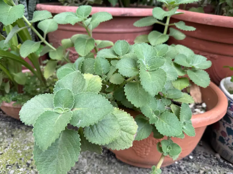 ▲「左手香」有一定的神經毒性與皮膚毒性，沒有臨床驗證可以治療新冠的功效(圖／醫院提供2025.9.11)