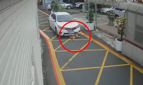 桃園轎車「減速又加速」！猛撞14歲失明柴犬　搖尾巴求救畫面曝光
