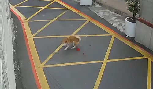 ▲汽車疑似故意衝撞柴犬，造成狗狗受傷。（圖／翻攝「記憶八德」臉書）