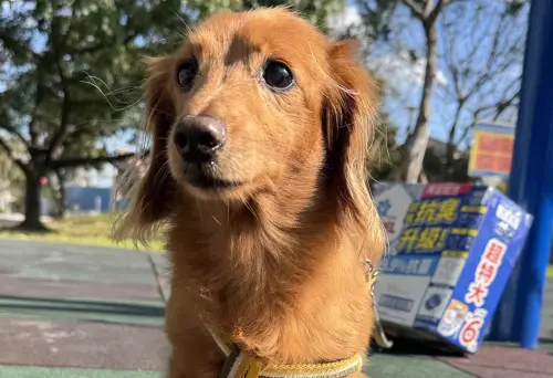 ▲桃園捷運公司攜手桃園市政府動物保護處，將在9月27日首度推出一日限定的「寵物友善專車」。（圖／桃園捷運）