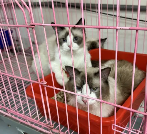 新竹35隻品種貓被救出！非法繁殖場「有貓咪死亡」　認養單位曝光
