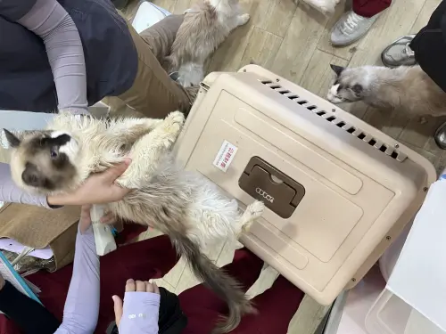 ▲繁殖場貓咪剛被救出時，身體髒亂、健康狀況不佳。（圖／新竹縣動物保護）