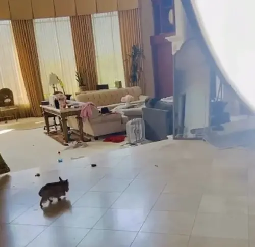 ▲布蘭妮的家中明顯看到地上的狗大便不清理，招來外界的批評，她卻又不接受。（圖 ／摘自 IG@britneyspears）