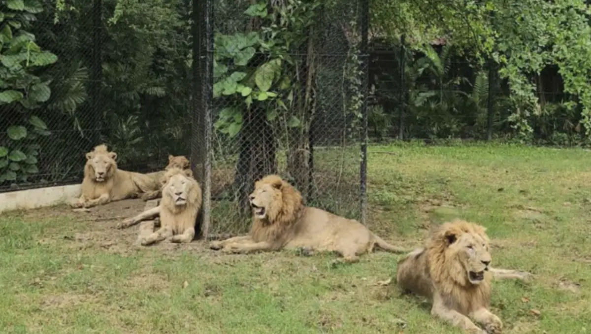 ▲泰國曼谷野生世界（Safari World Bangkok）驚傳獅群啃咬員工致死命案。（圖／翻攝自X）