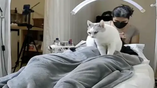 影／美睫店有貓出沒！萌貓「助攻按摩」影片爆紅
