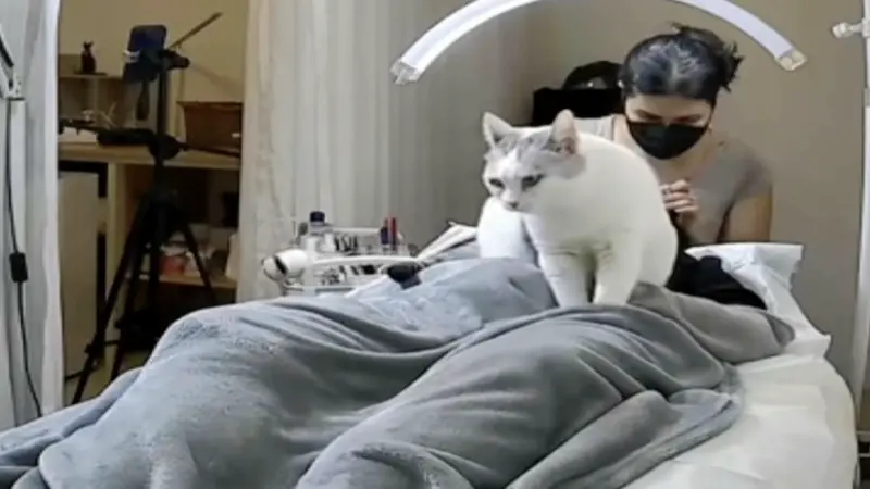 ▲一隻貓咪在客人做美睫時，爬到客人身上按摩，引發討論。（圖／翻攝自影片）