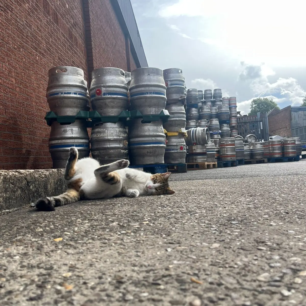 ▲英國一隻名為「花生」（Peanut）小貓，在七月和八月連續兩次翹家，竟都在距離53公里外的釀酒廠被發現。（圖／Castle Rock Brewer臉書）