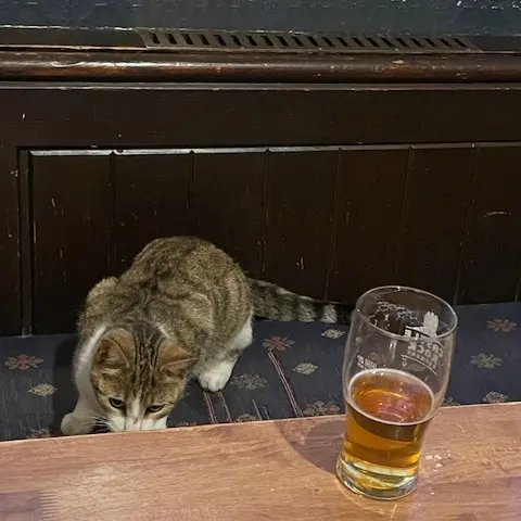 ▲英國小貓花生兩度翹家，最後都出現在諾丁漢的 Castle Rock 釀酒廠以及釀酒廠區的Vat and Fiddle酒吧。（圖／Vat and Fiddle臉書）