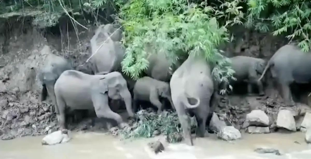 ▲泰國當地設置的自動感應攝影機，捕捉到至少10頭大象，包括小象，一同在天然鹽礦池邊嬉戲。（圖／翻攝自影片）