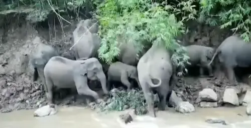 影／野外大象成群！小象享受天然鹽水浴　專家：保育有成
