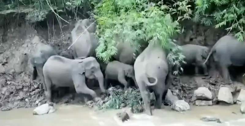 ▲泰國當地設置的自動感應攝影機，捕捉到至少10頭大象，包括小象，一同在天然鹽礦池邊嬉戲。（圖／翻攝自影片）