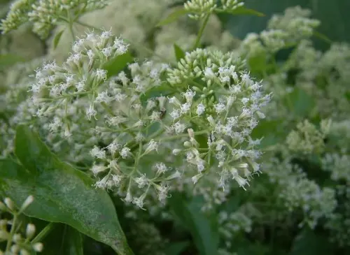 「綠癌」小花蔓澤蘭危害驚人　中市府出錢收購
