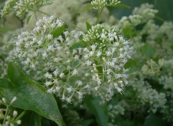 ▲「綠癌」的小花蔓澤蘭正瘋狂蔓延，割除並交回，每公斤最高可領到 8元收購價(圖／農業局提供2025.9.12)