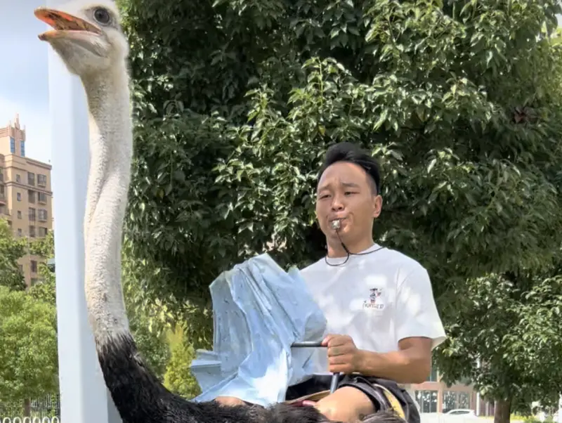 ▲大陸男子騎鴕鳥10年爆紅，強調騎乘起來時速可達80公里，比電動機車還快速，讓外界傻眼直呼「這才是真正的新能源」。（圖／翻攝自瀟湘晨報）