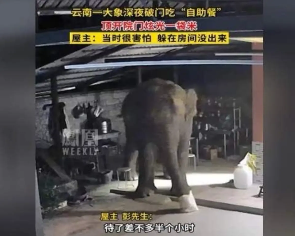 雲南大象頻闖民宅！坐壞新車、吃大米buffet 苦主哀號：快想辦法