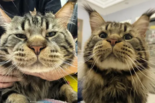 緬因貓「嘴巴太腫」像蜜蜂叮！真相傻眼：天生的　撞臉迪士尼角色
