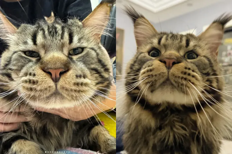 ▲中國江蘇省一隻名叫「凱薩」的緬因貓，因為天生帶著一張鼓鼓的嘴，被飼主幽默形容像是「被蜜蜂叮過」，可愛外型在網路上爆紅。（圖／翻攝自小紅書@凱撒大弟）