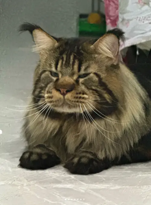 ▲（圖／翻攝自小紅書@凱撒大弟）