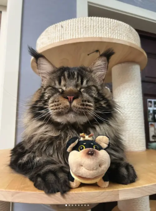 ▲（圖／翻攝自小紅書@凱撒大弟）