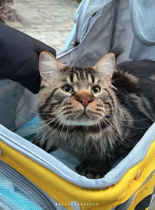 ▲（圖／翻攝自小紅書@凱撒大弟）