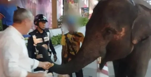 大象逛街賣甘蔗嚇壞遊客！泰國芭達雅購物中心外驚現巨象引騷動
