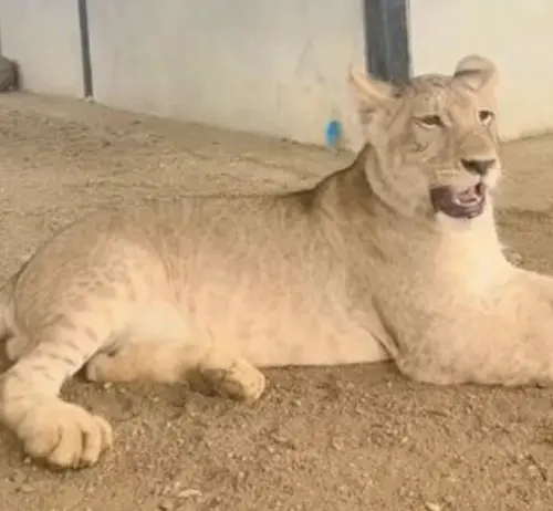 清邁TikTok網紅把獅子當寵物養引發恐慌　泰國當局緊急介入調查
